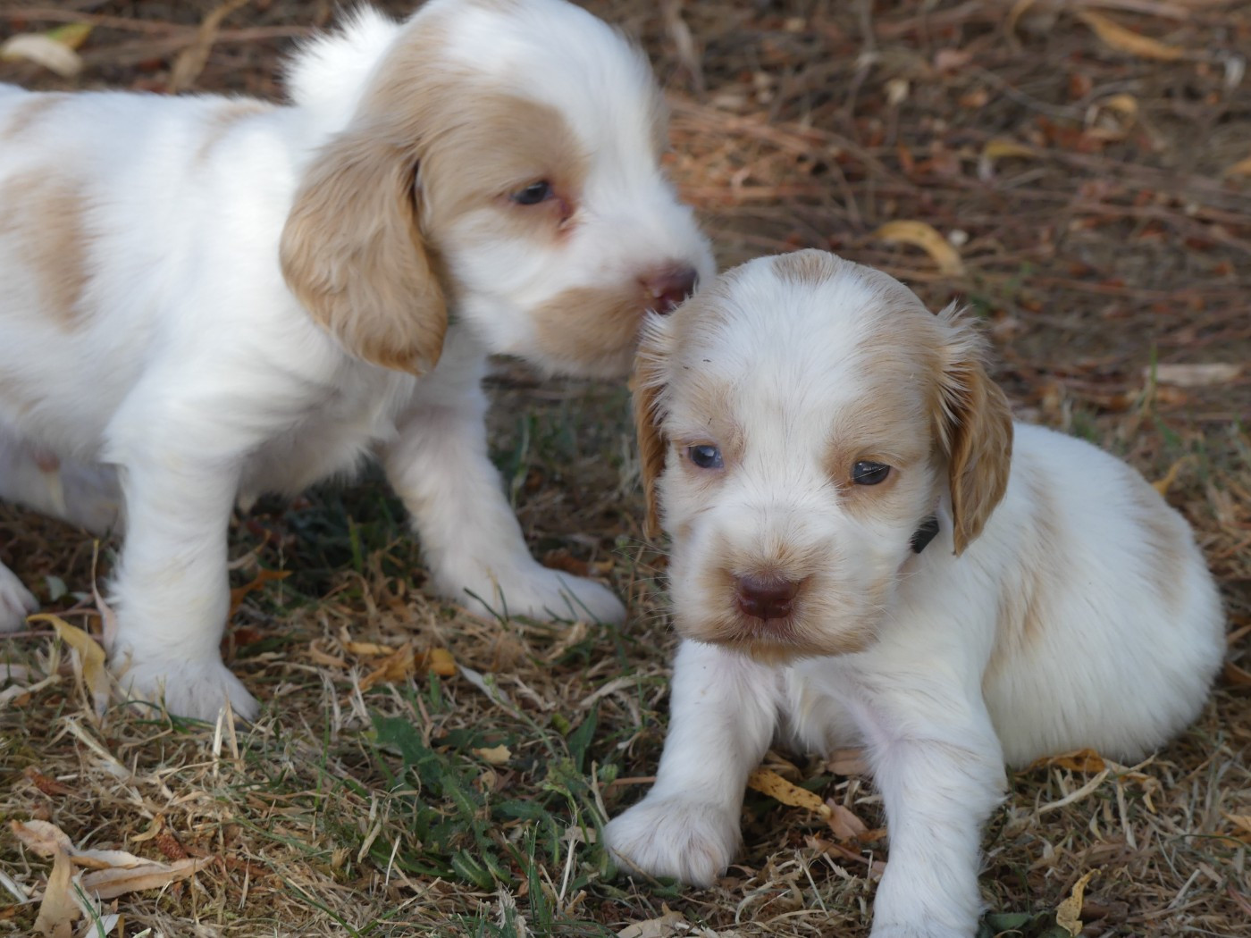 des Terres des Forges - Chiots disponibles - Cocker Spaniel Anglais