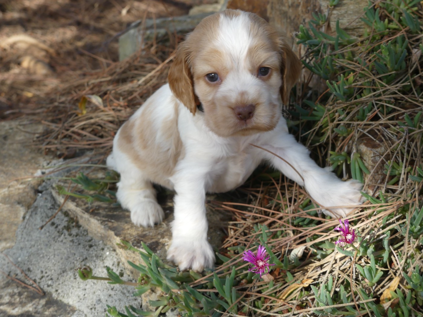 des Terres des Forges - Chiots disponibles - Cocker Spaniel Anglais