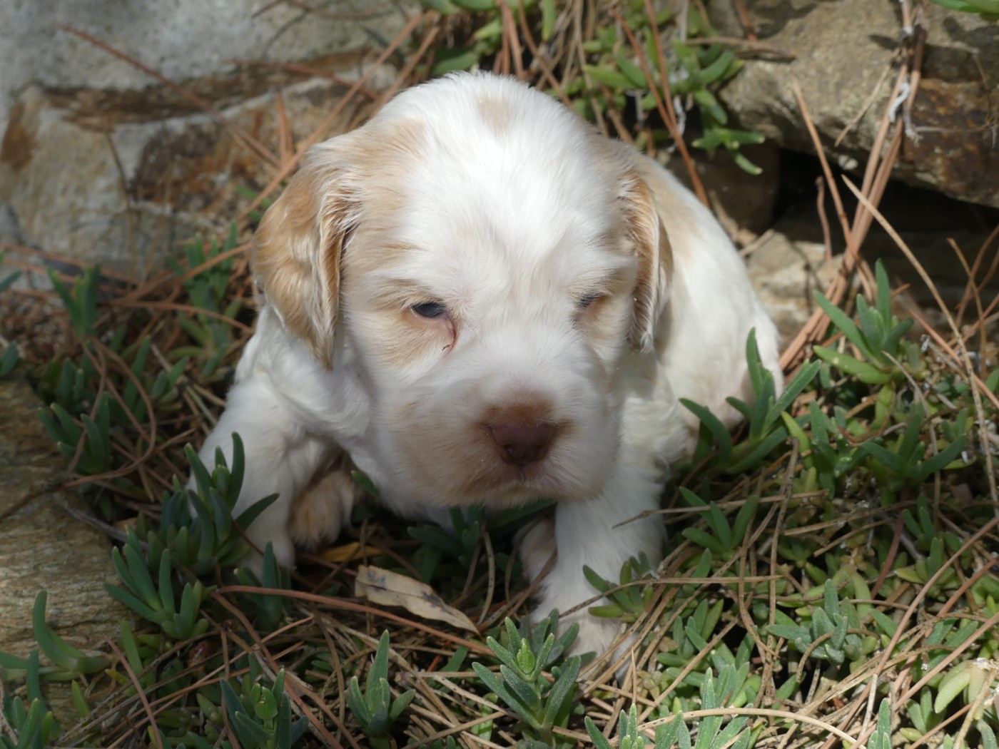 des Terres des Forges - Chiots disponibles - Cocker Spaniel Anglais