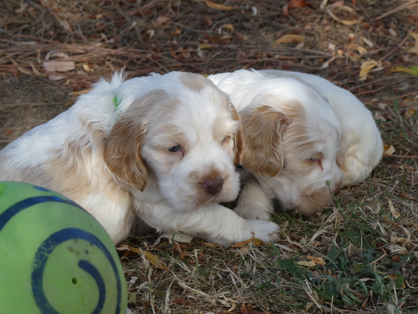 des Terres des Forges - Chiots disponibles - Cocker Spaniel Anglais