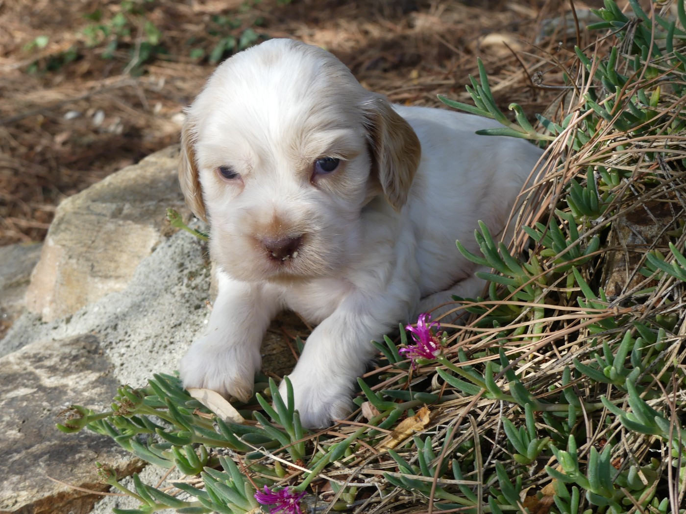 des Terres des Forges - Chiots disponibles - Cocker Spaniel Anglais