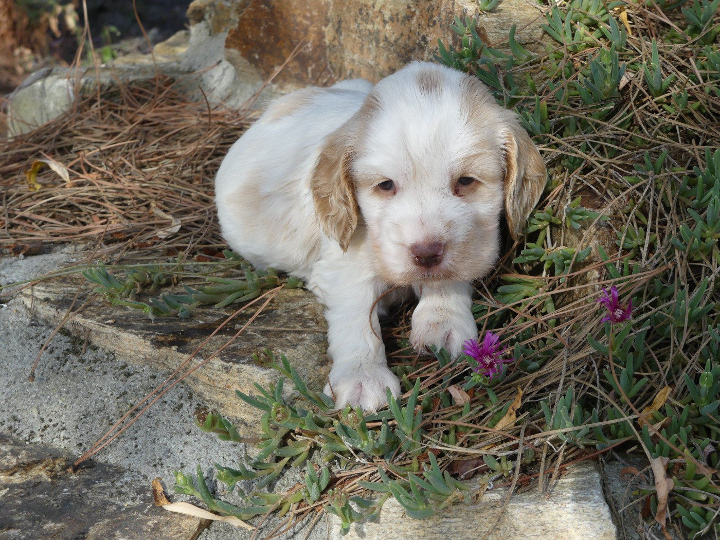 des Terres des Forges - Chiots disponibles - Cocker Spaniel Anglais