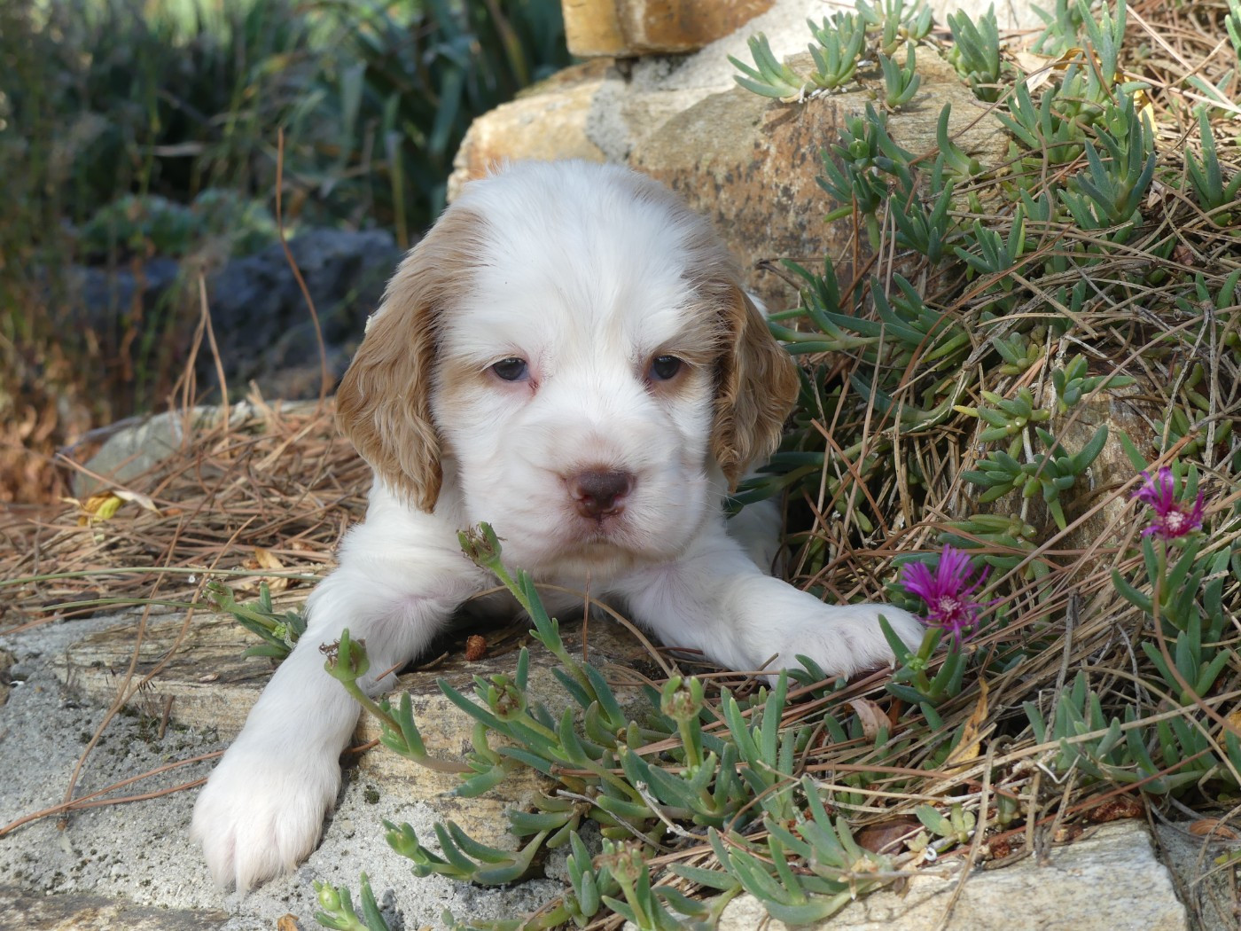 des Terres des Forges - Chiots disponibles - Cocker Spaniel Anglais