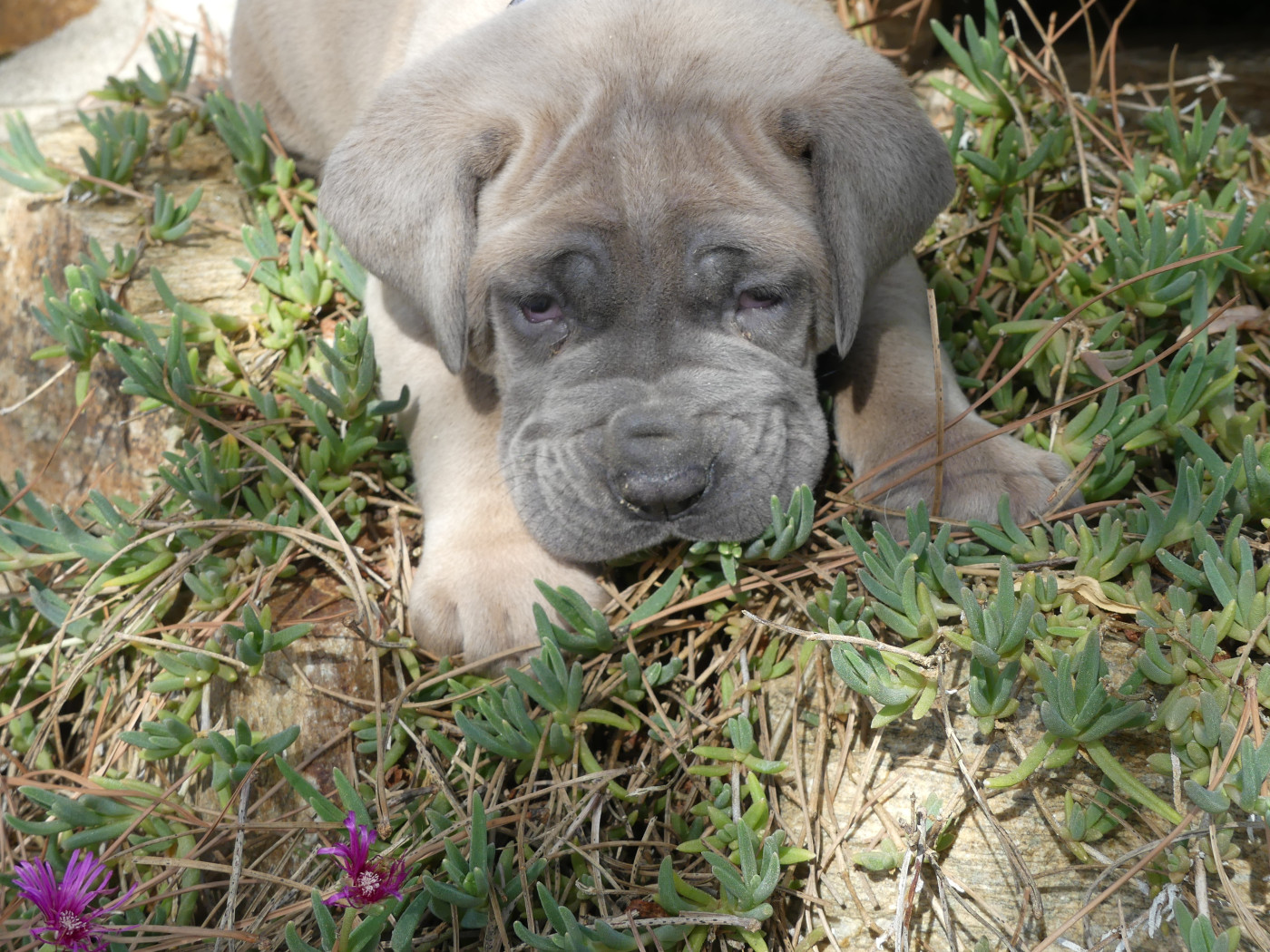 des Terres des Forges - Cane Corso - Portée née le 24/05/2026