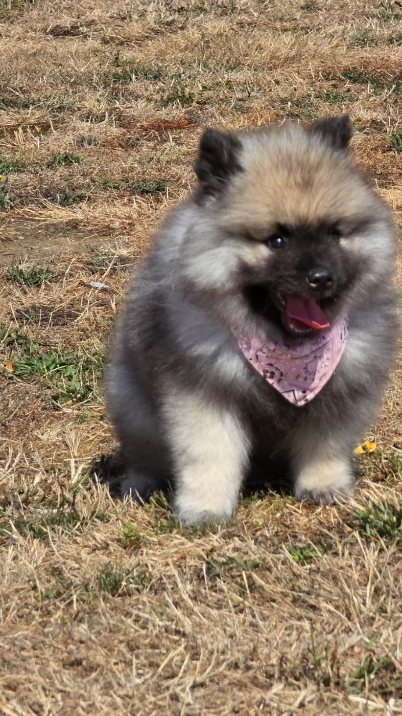 des Terres des Forges - Chiots disponibles - Spitz allemand