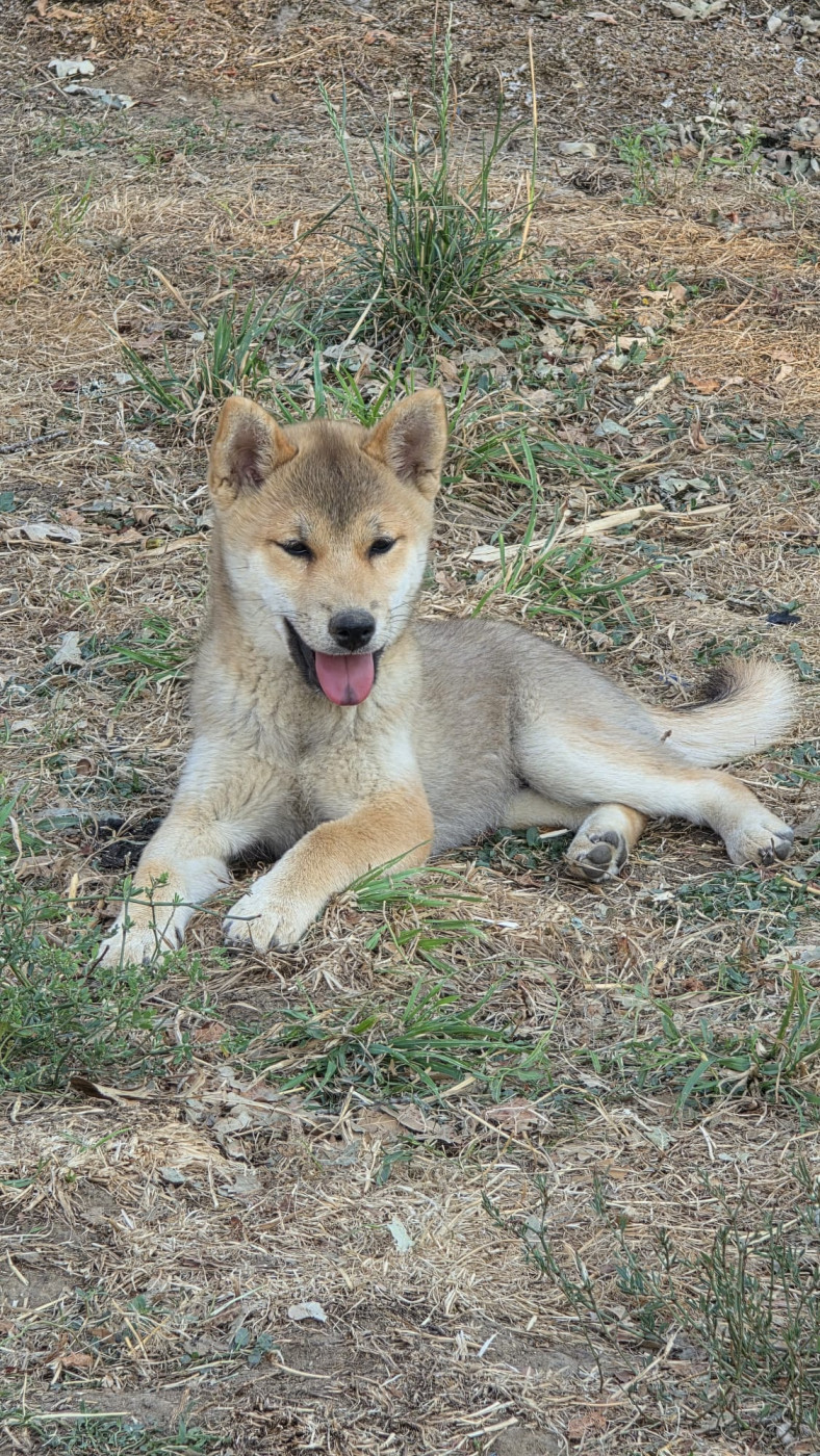 Chiot Shiba des Terres des Forges