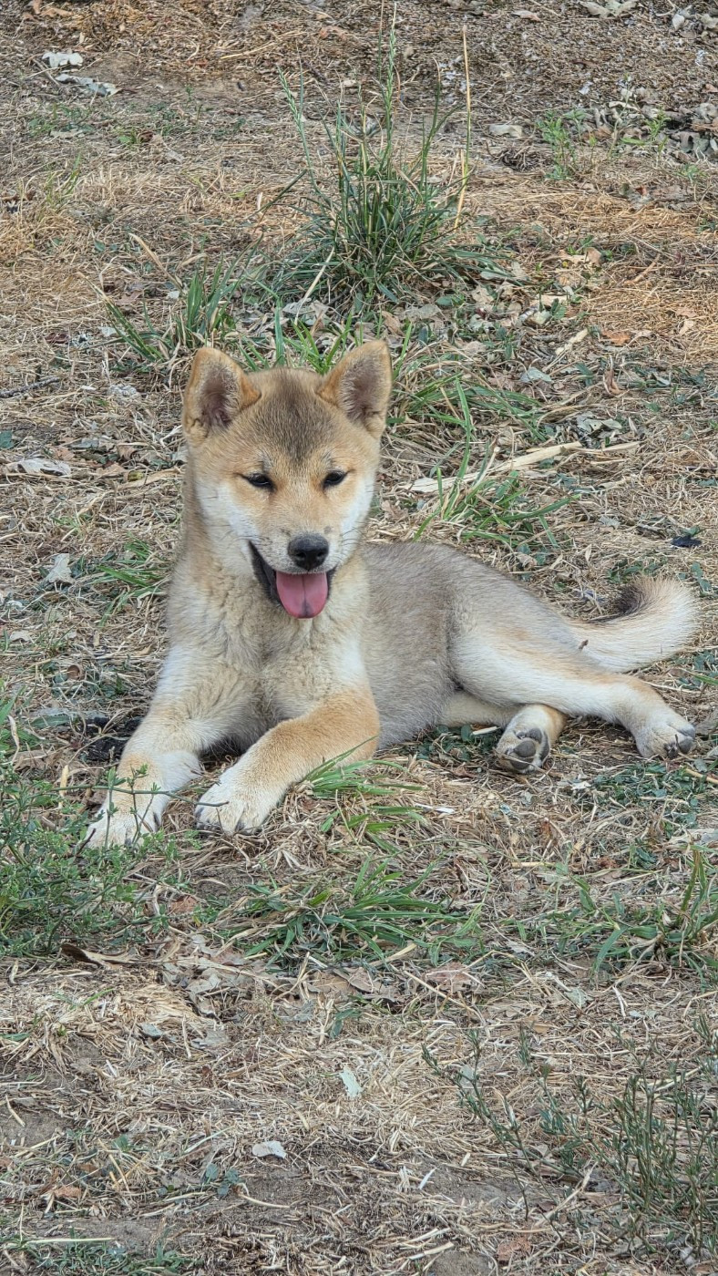 des Terres des Forges - Chiots disponibles - Shiba
