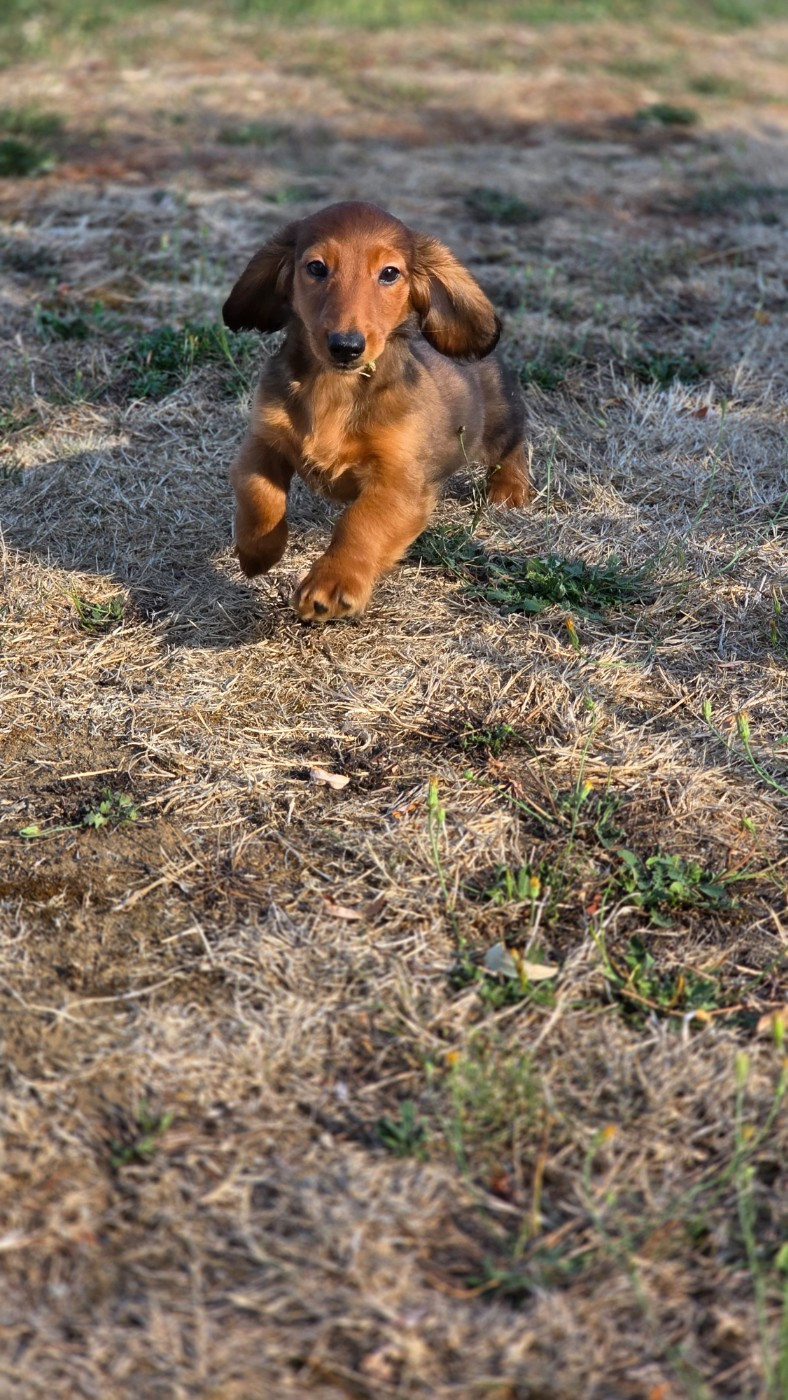 des Terres des Forges - Chiots disponibles - Teckel poil long