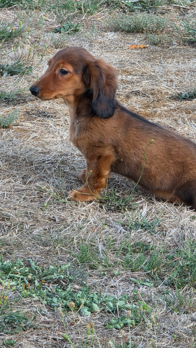 des Terres des Forges - Chiots disponibles - Teckel poil long
