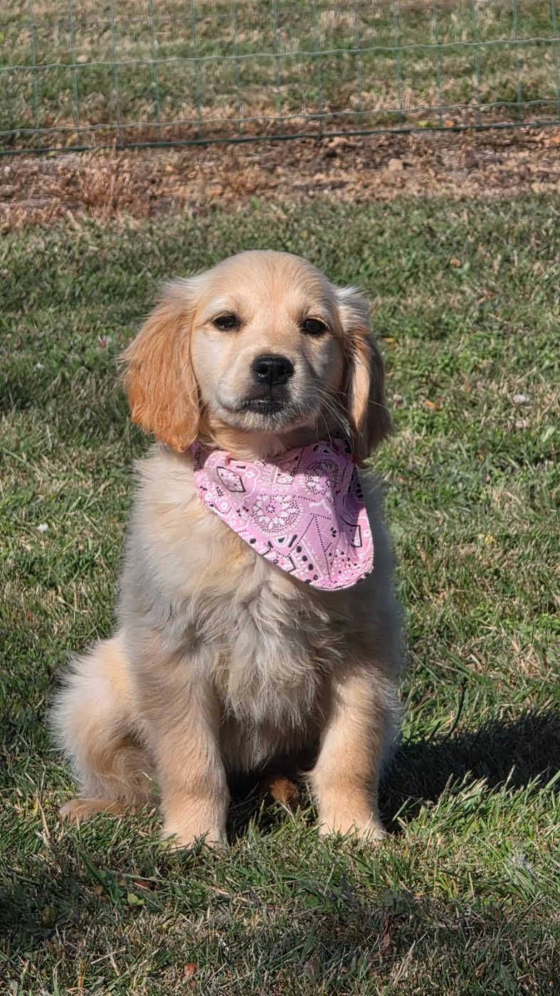 des Terres des Forges - Chiots disponibles - Golden Retriever