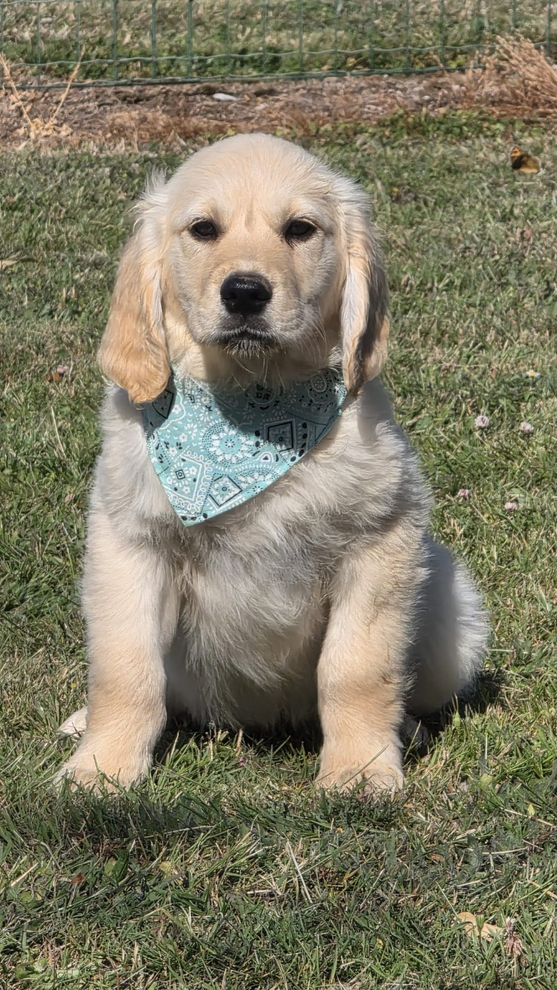 des Terres des Forges - Chiots disponibles - Golden Retriever
