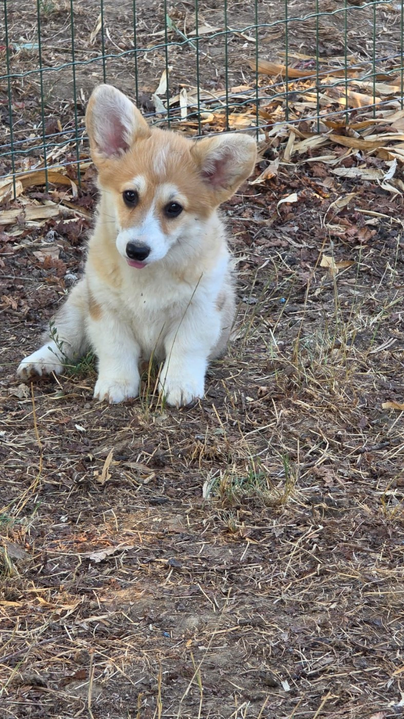des Terres des Forges - Chiots disponibles - Welsh Corgi Pembroke