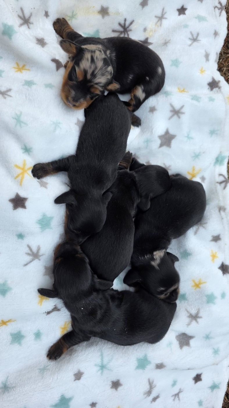 des Terres des Forges - Chiots disponibles - Teckel poil long