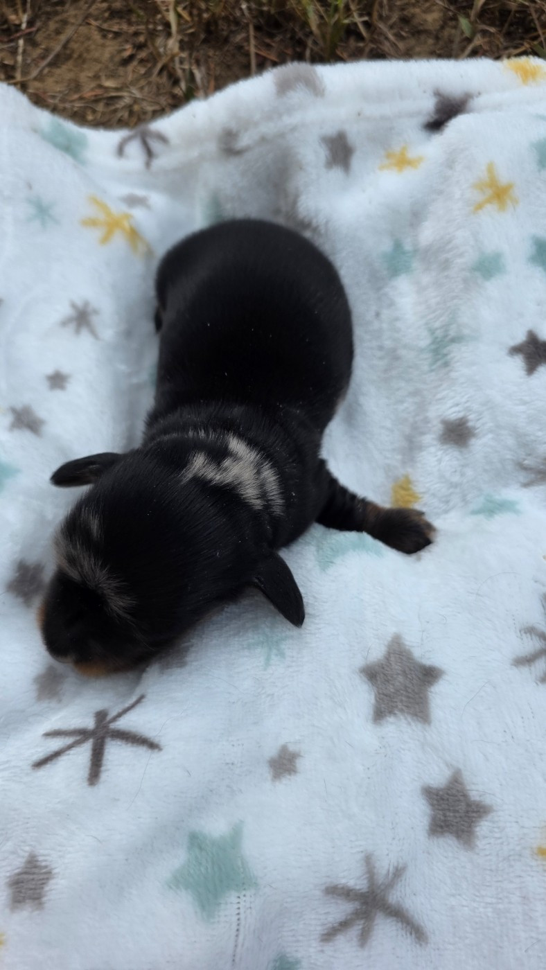 des Terres des Forges - Chiots disponibles - Teckel poil long