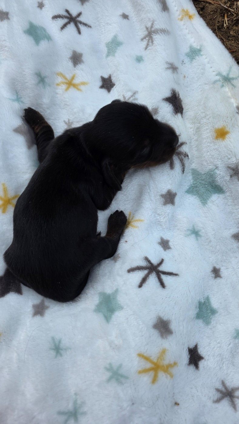 des Terres des Forges - Chiots disponibles - Teckel poil long