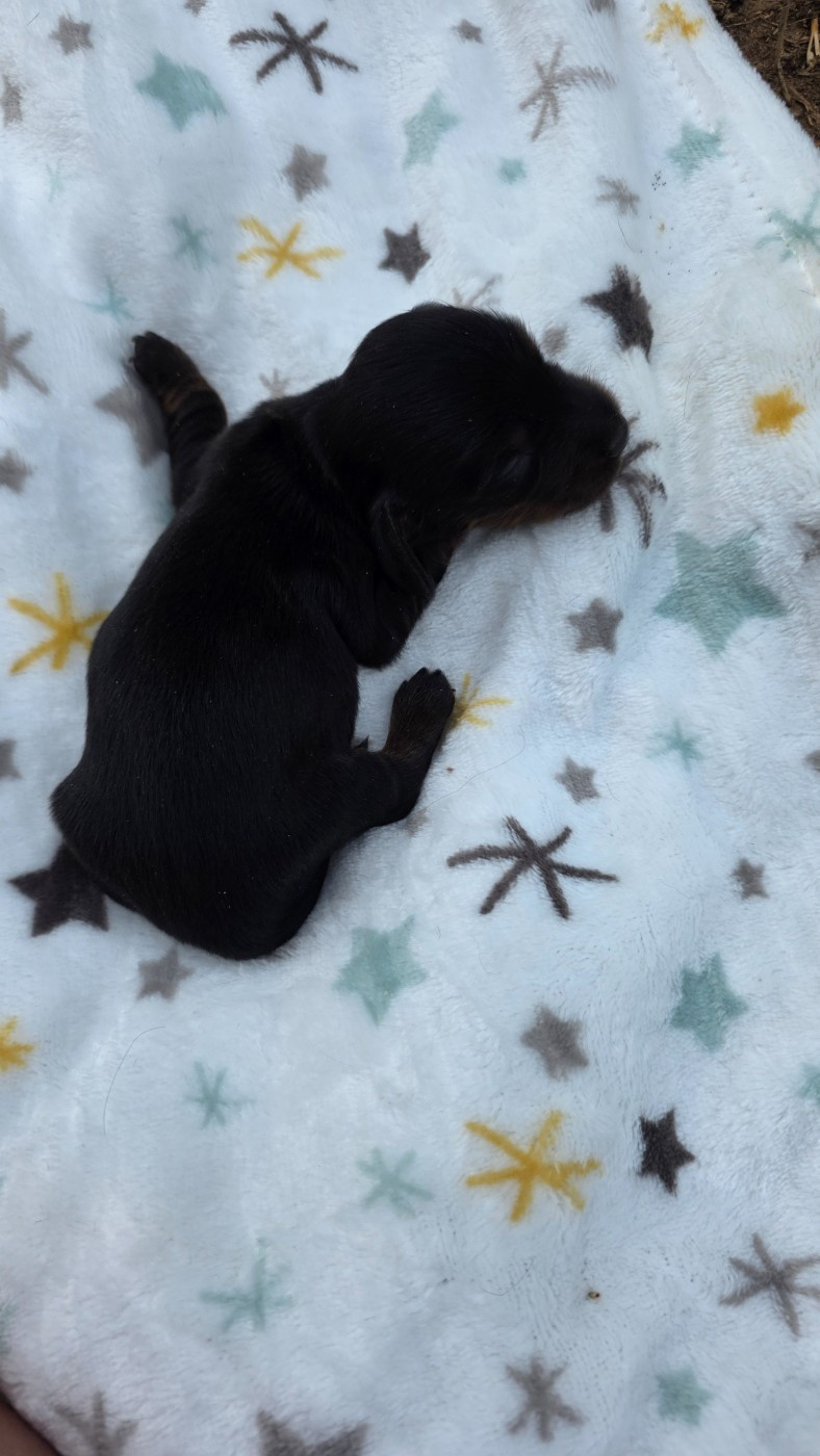 des Terres des Forges - Chiots disponibles - Teckel poil long