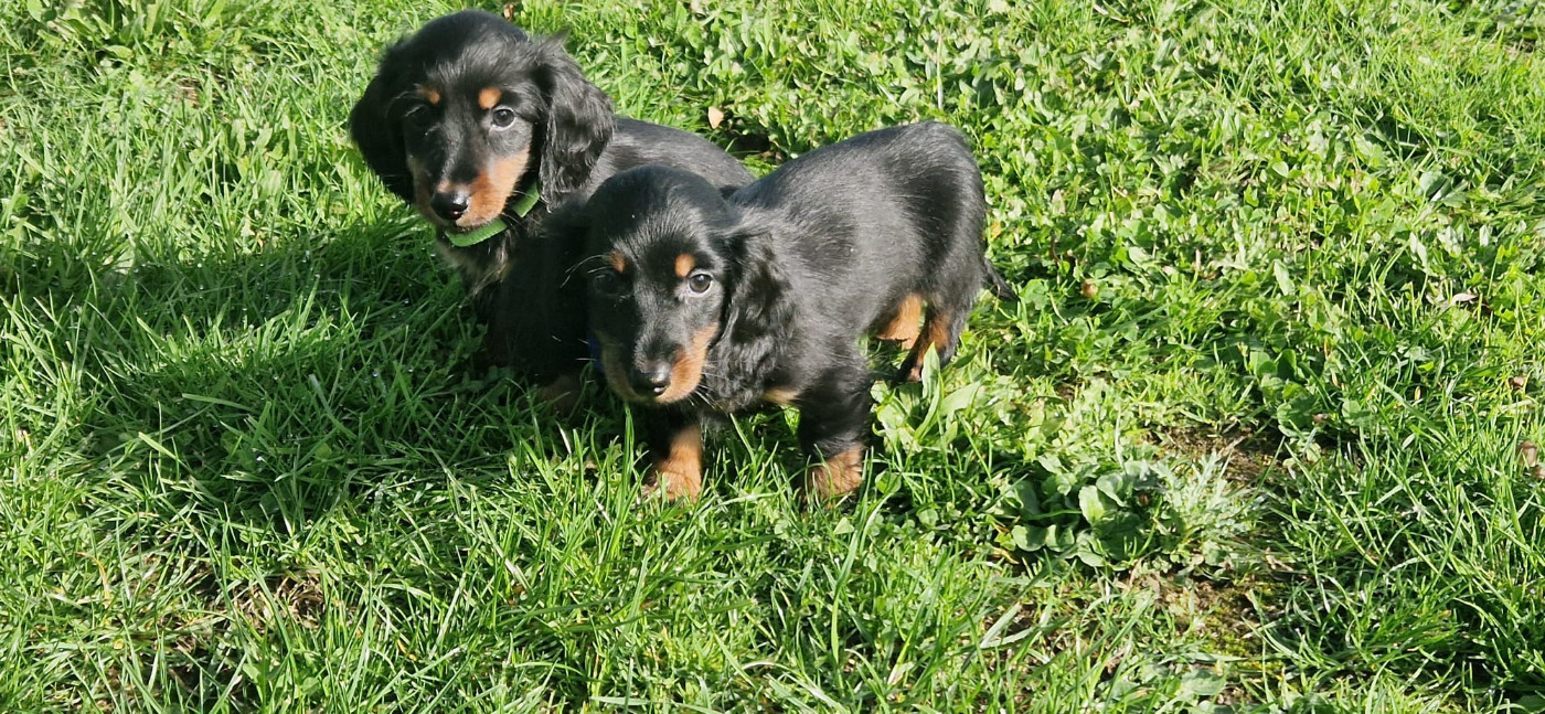 Chiot Teckel poil long des Terres des Forges