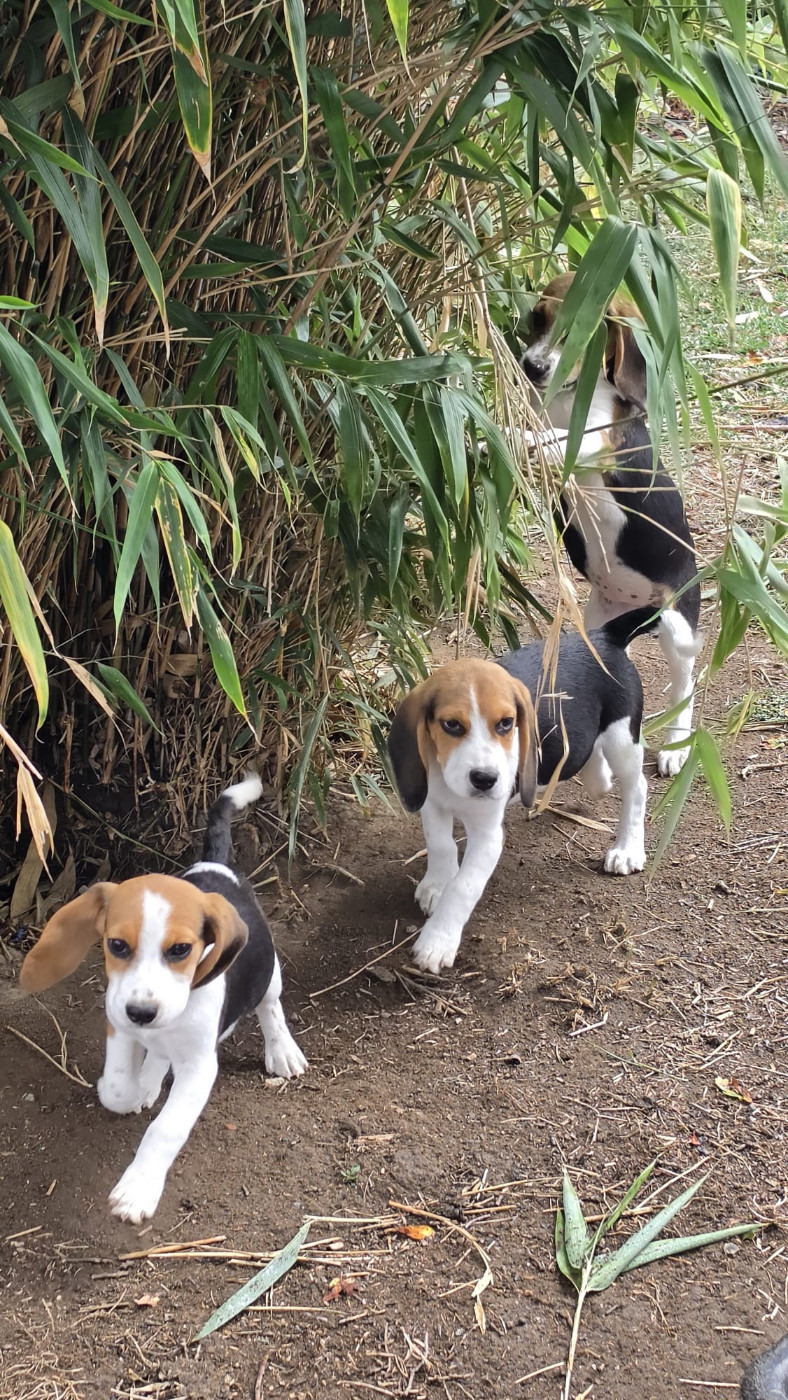 Chiot Beagle des Terres des Forges