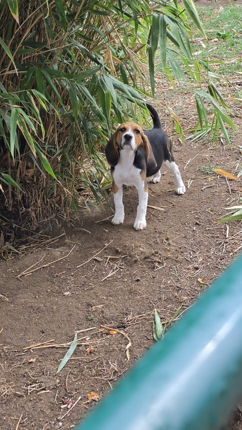 des Terres des Forges - Chiots disponibles - Beagle