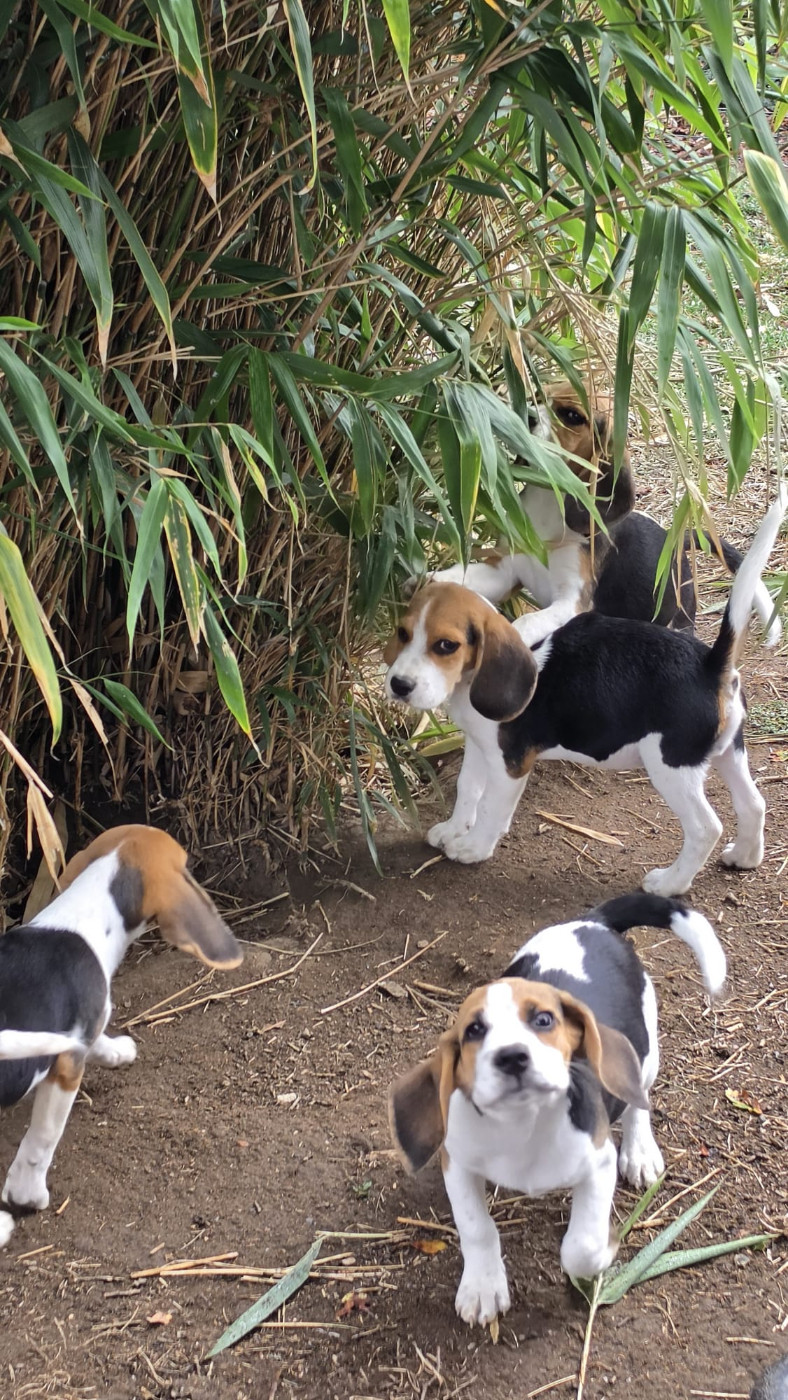 des Terres des Forges - Chiots disponibles - Beagle