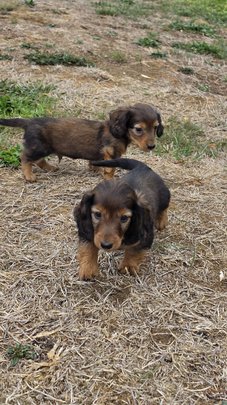 des Terres des Forges - Chiots disponibles - Teckel poil long