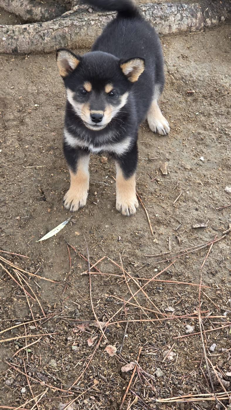 des Terres des Forges - Chiots disponibles - Shiba