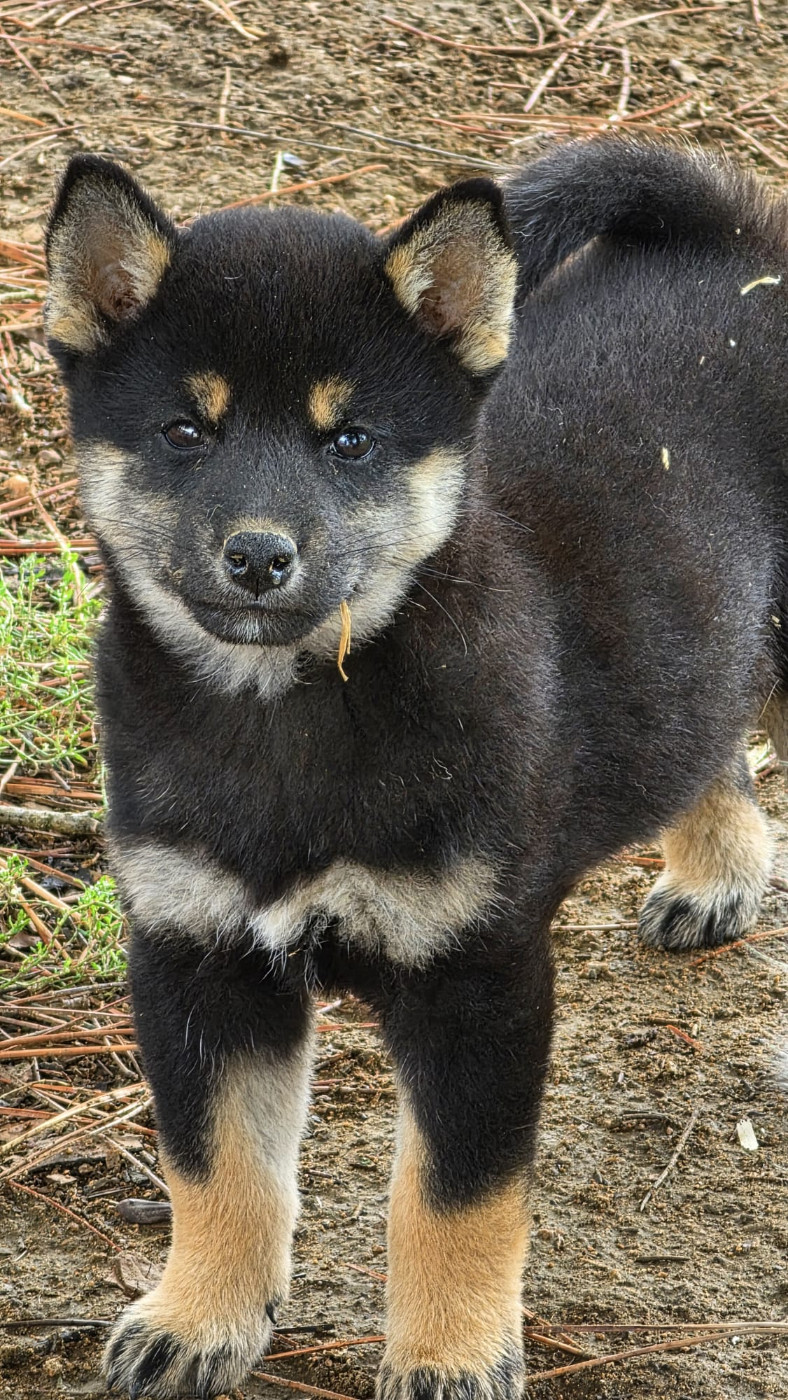 des Terres des Forges - Chiots disponibles - Shiba