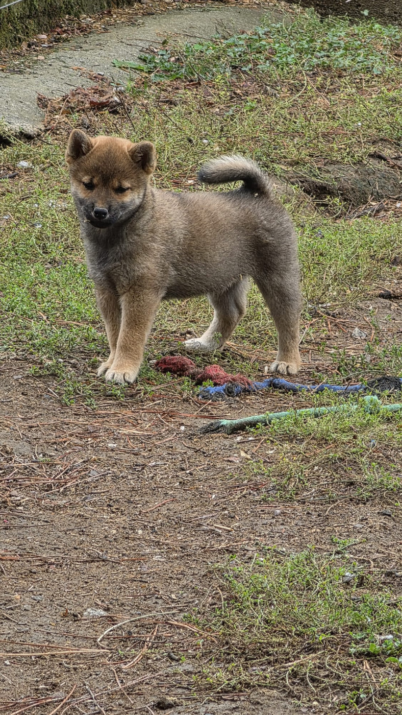 des Terres des Forges - Chiots disponibles - Shiba