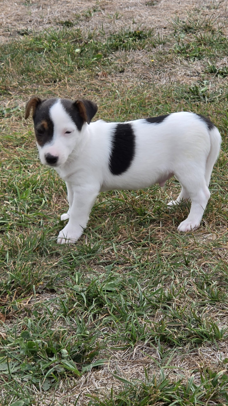 des Terres des Forges - Chiots disponibles - Jack Russell Terrier