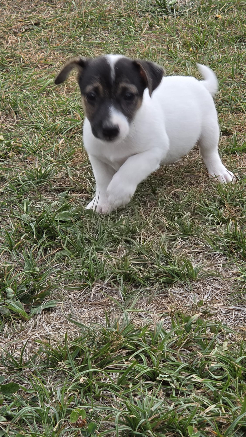 des Terres des Forges - Chiots disponibles - Jack Russell Terrier