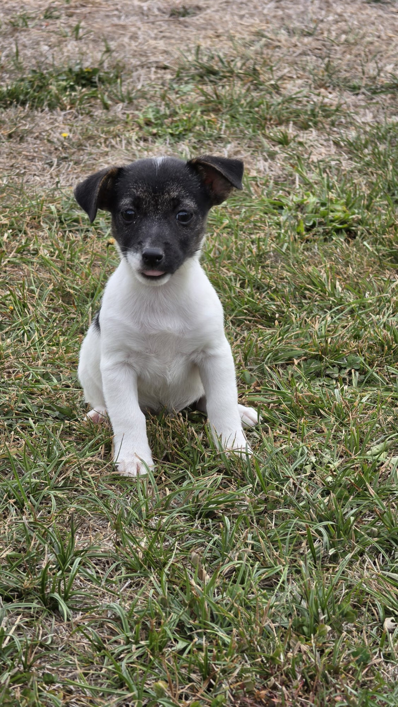 des Terres des Forges - Chiots disponibles - Jack Russell Terrier