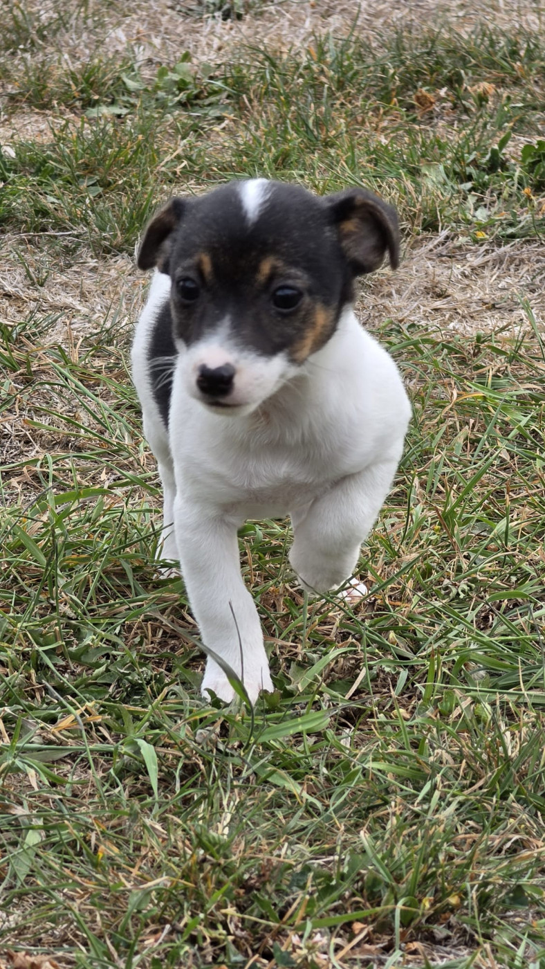 Chiot Jack Russell Terrier des Terres des Forges