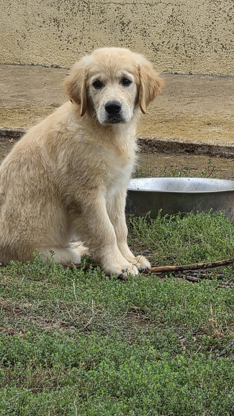 Chiot Golden Retriever des Terres des Forges