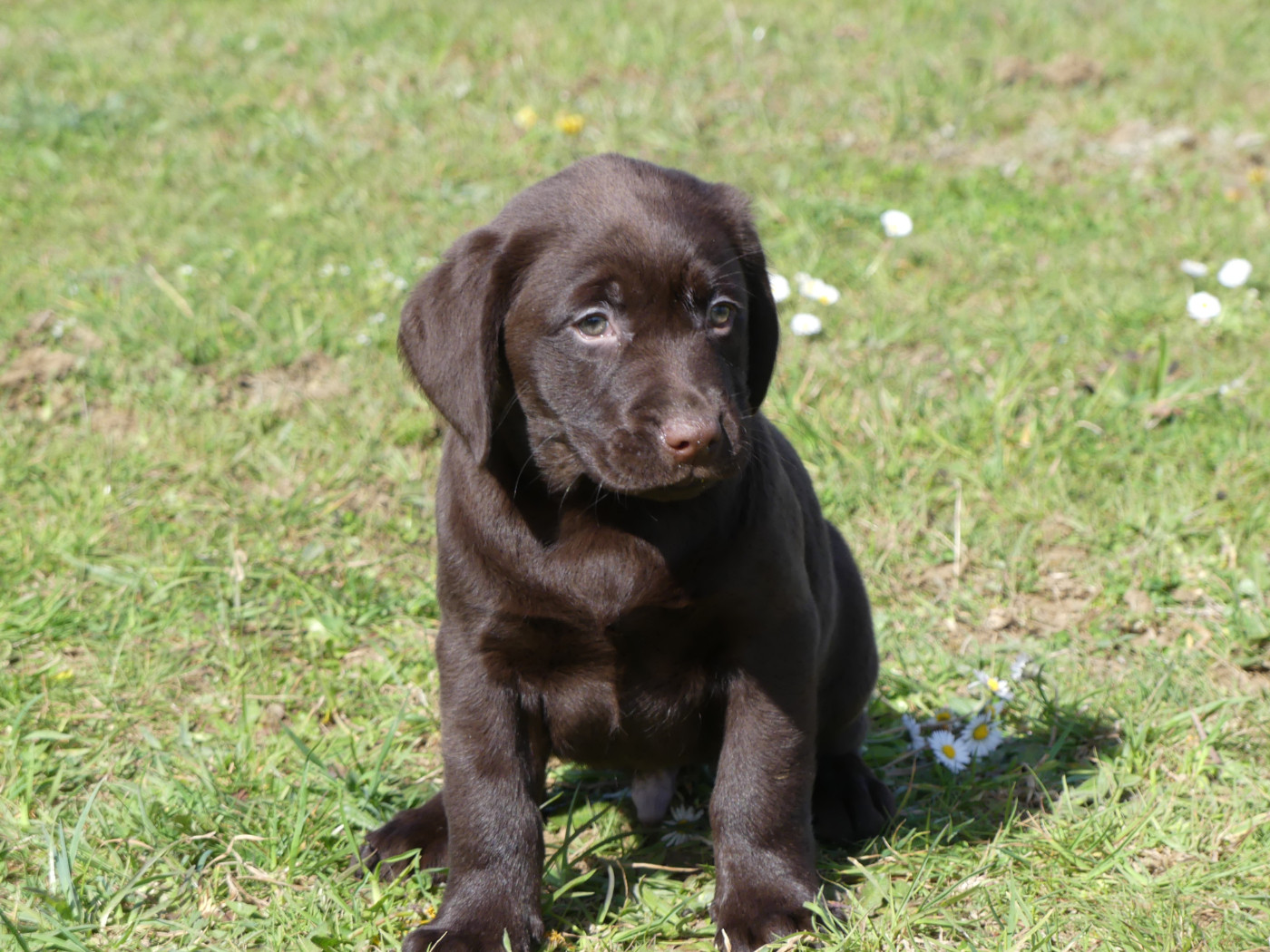 des Terres des Forges - Chiots disponibles - Labrador Retriever