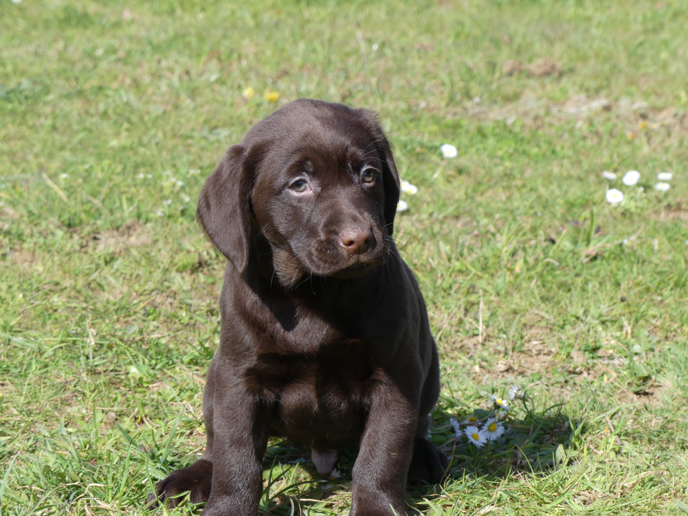 des Terres des Forges - Chiots disponibles - Labrador Retriever