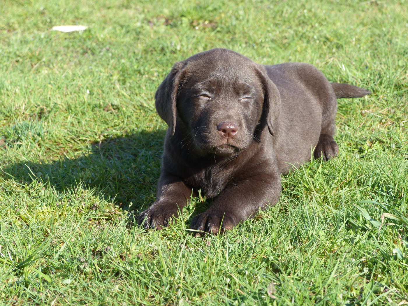 des Terres des Forges - Chiots disponibles - Labrador Retriever