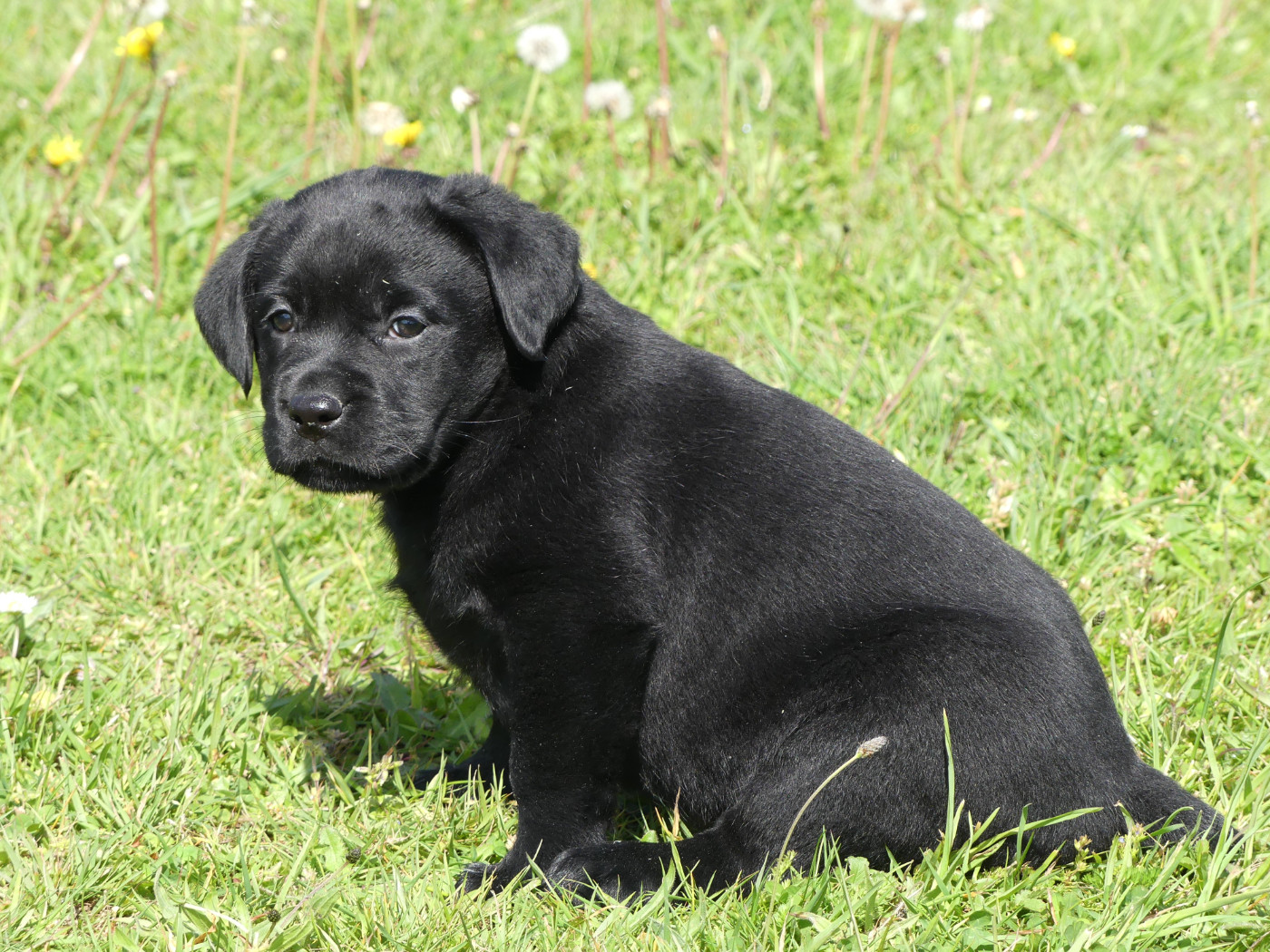 des Terres des Forges - Chiots disponibles - Labrador Retriever