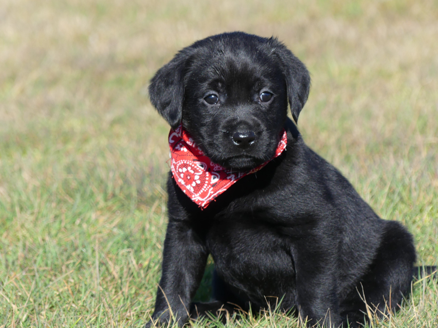 des Terres des Forges - Chiots disponibles - Labrador Retriever