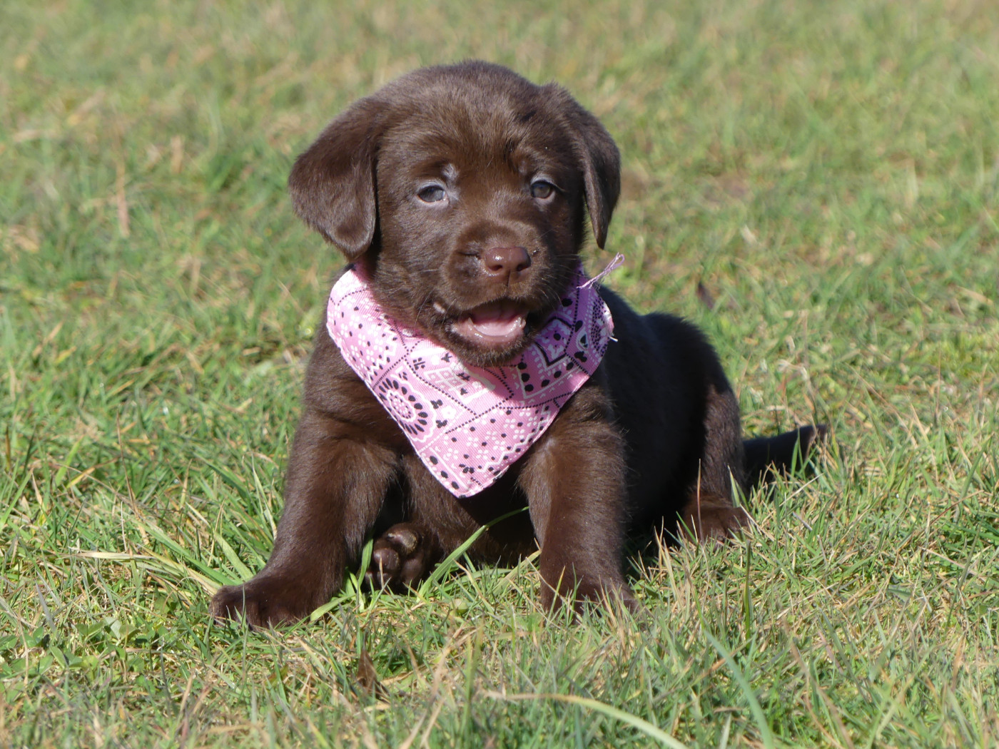 Chiot Labrador Retriever des Terres des Forges