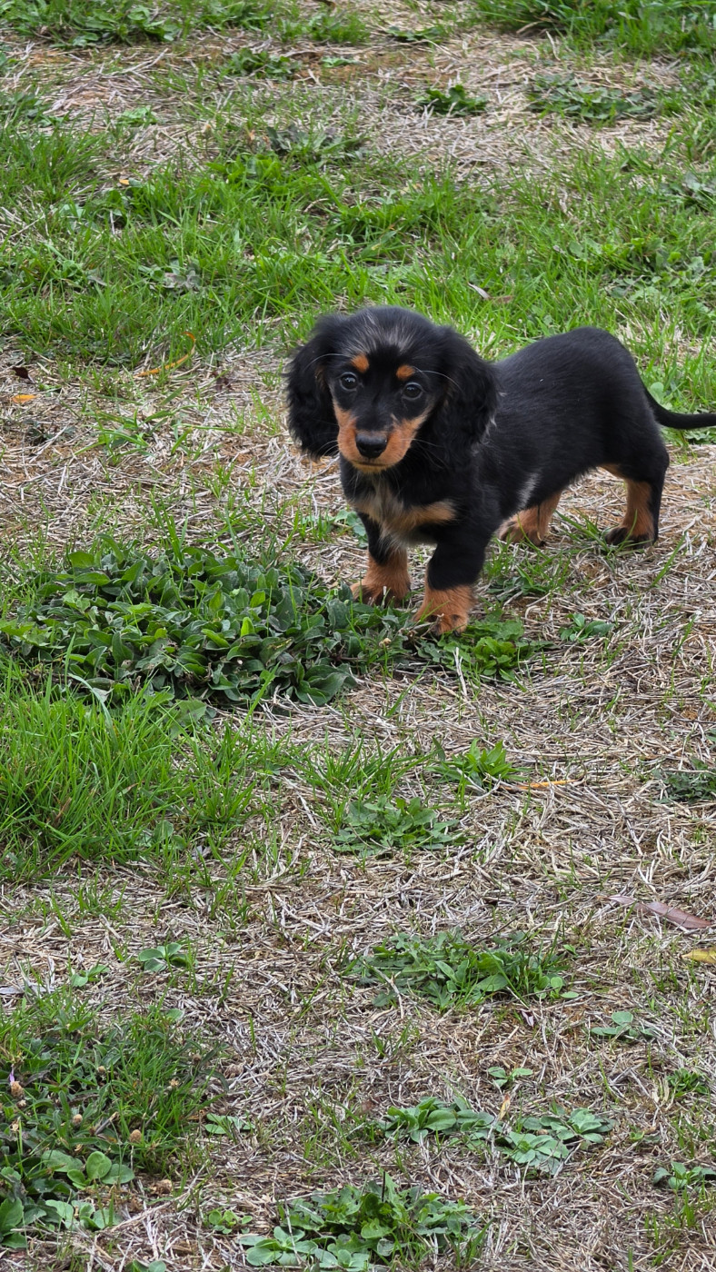 des Terres des Forges - Chiots disponibles - Teckel poil long