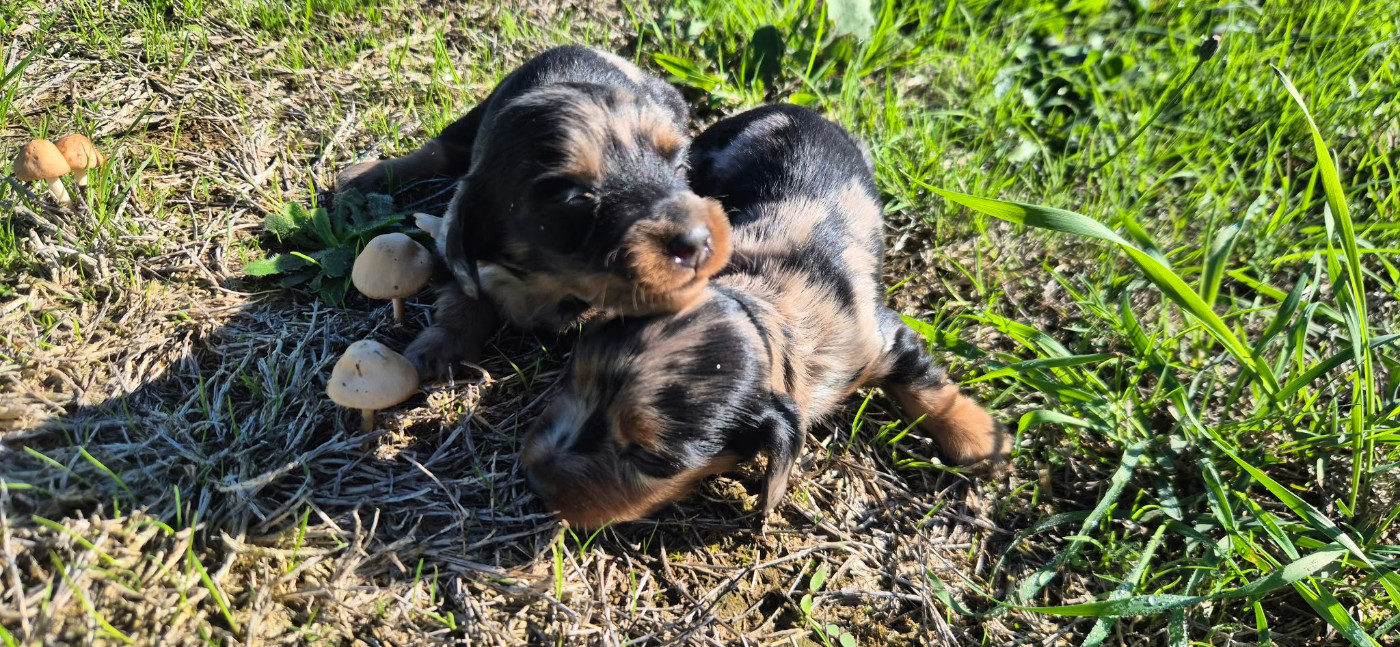 Chiot N°3