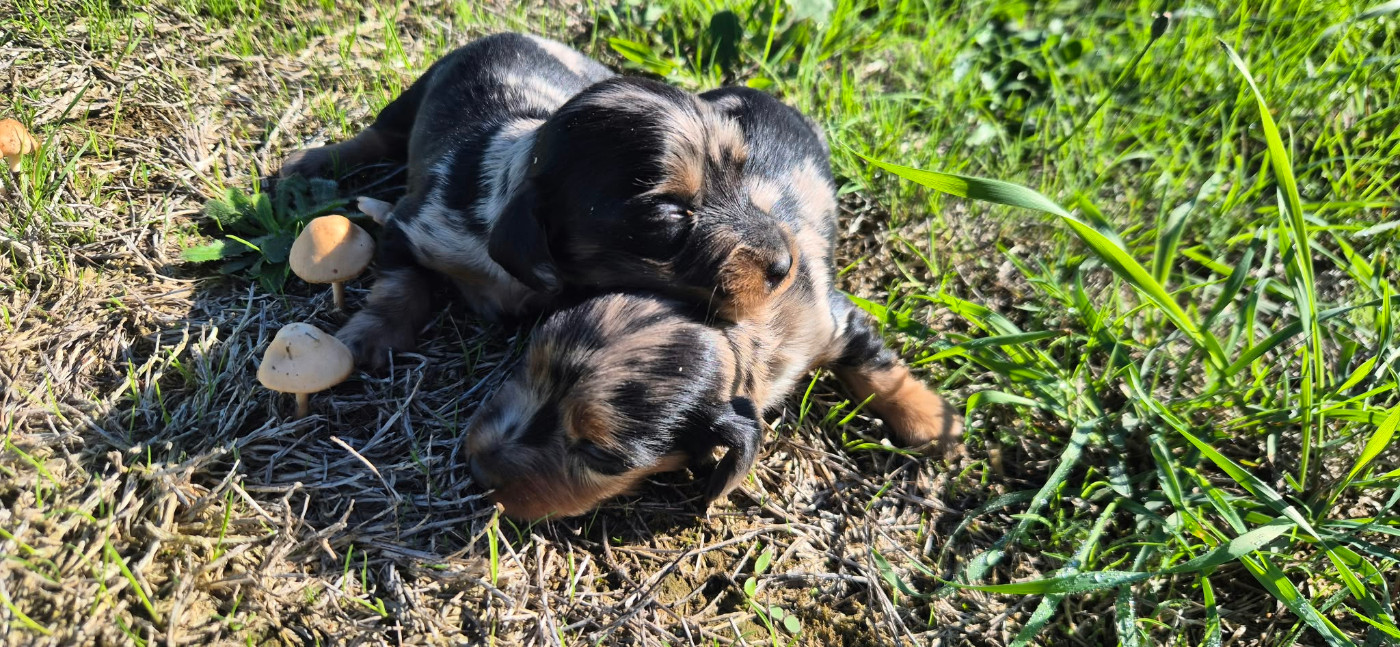 Chiot N°4