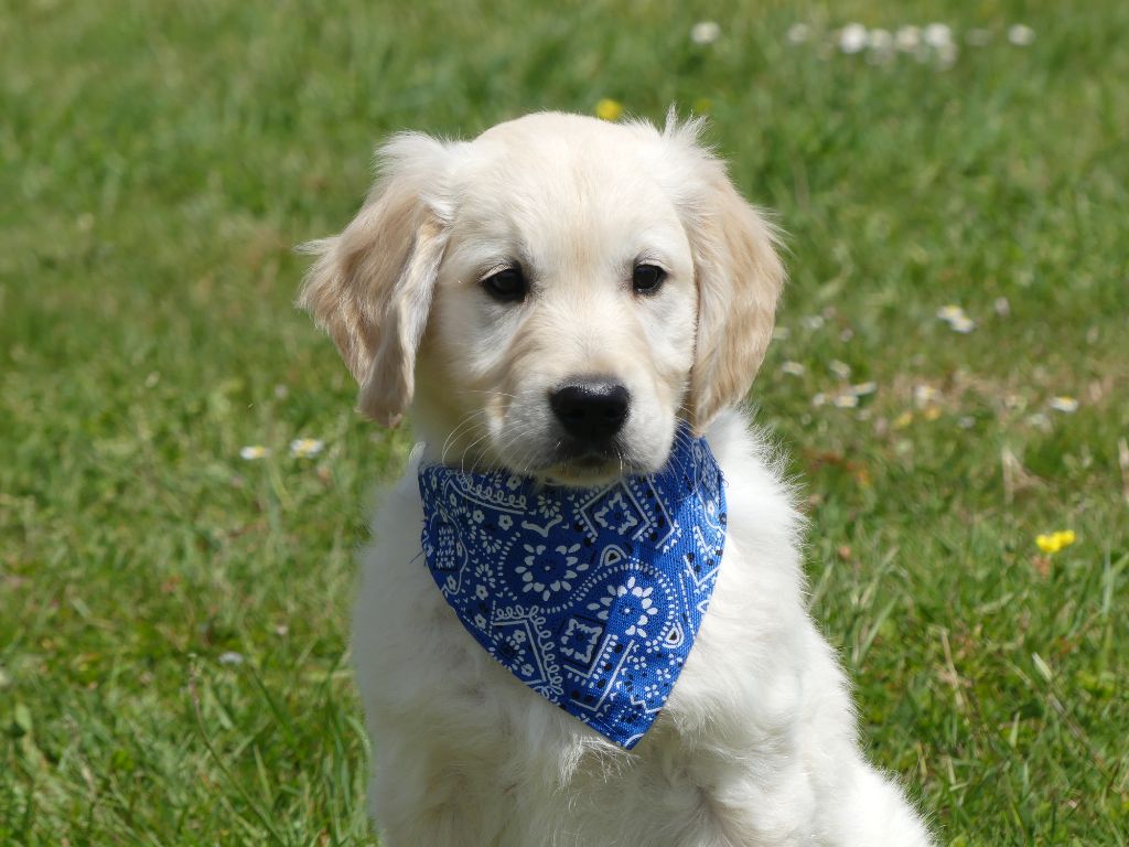 Chiot Golden Retriever des Terres des Forges