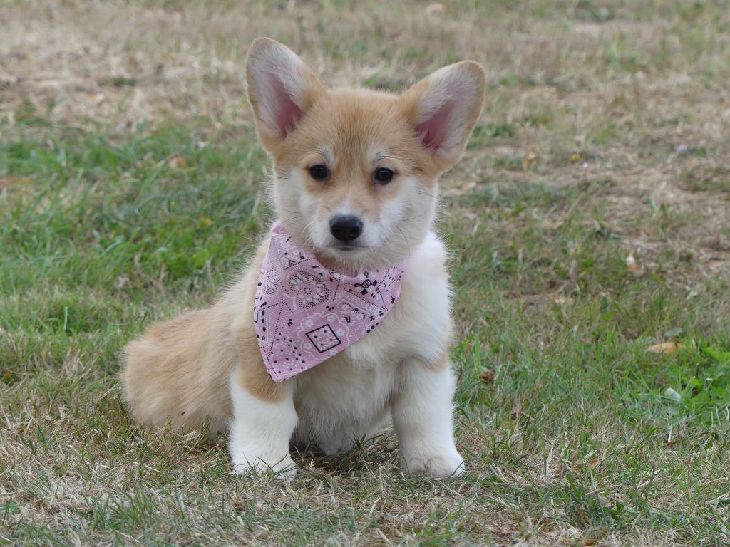 Chiot Welsh Corgi Pembroke des Terres des Forges
