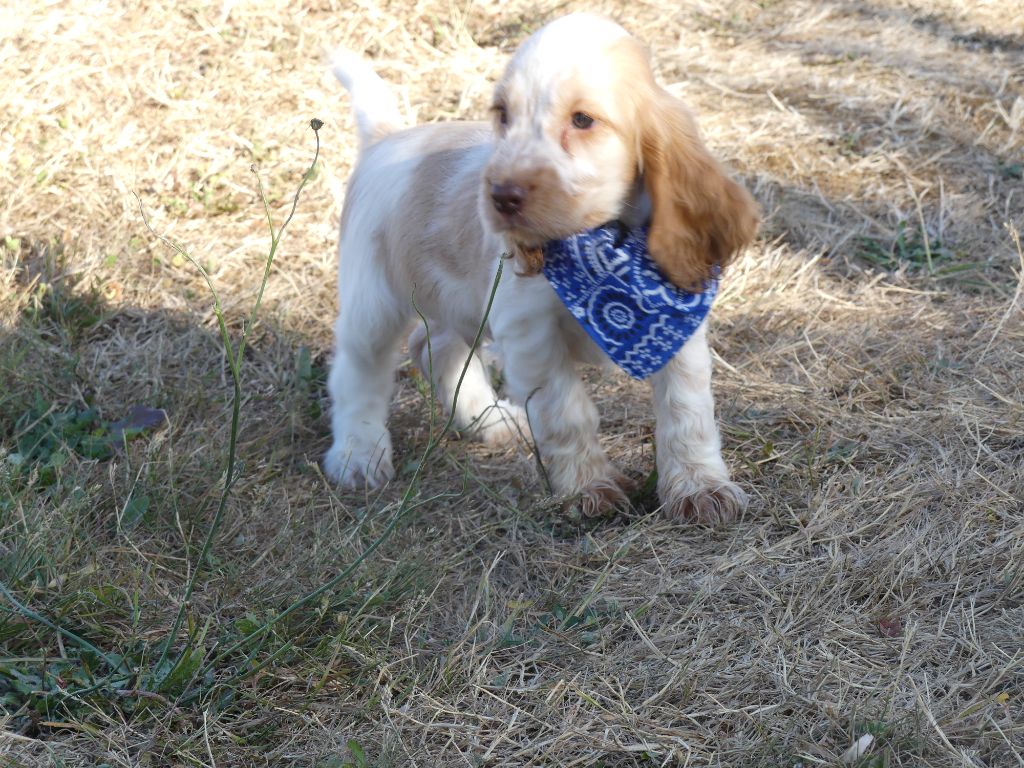 des Terres des Forges - Chiots disponibles - Cocker Spaniel Anglais