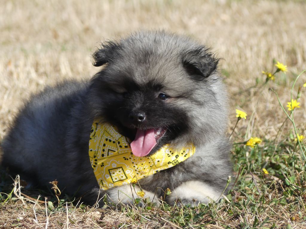 des Terres des Forges - Chiots disponibles - Spitz allemand