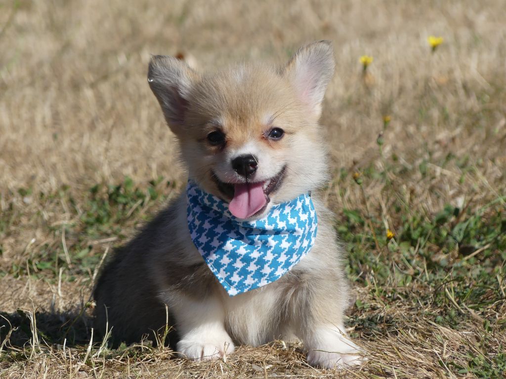 des Terres des Forges - Chiots disponibles - Welsh Corgi Pembroke