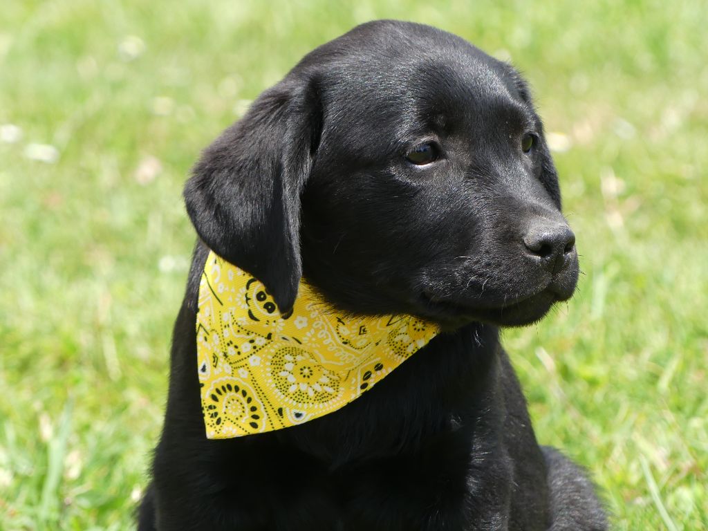 des Terres des Forges - Chiots disponibles - Labrador Retriever