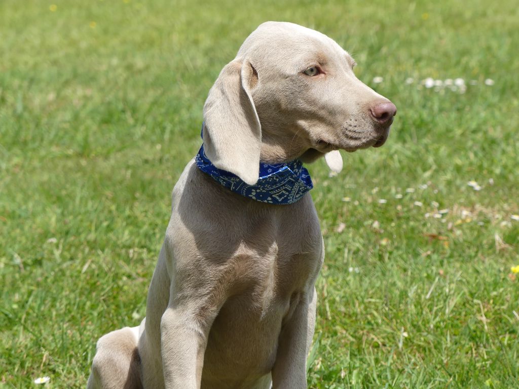 des Terres des Forges - Chiots disponibles - Braque de Weimar