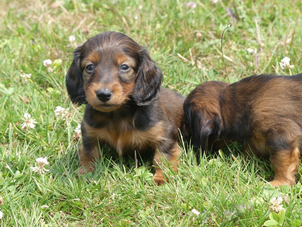 des Terres des Forges - Chiots disponibles - Teckel poil long